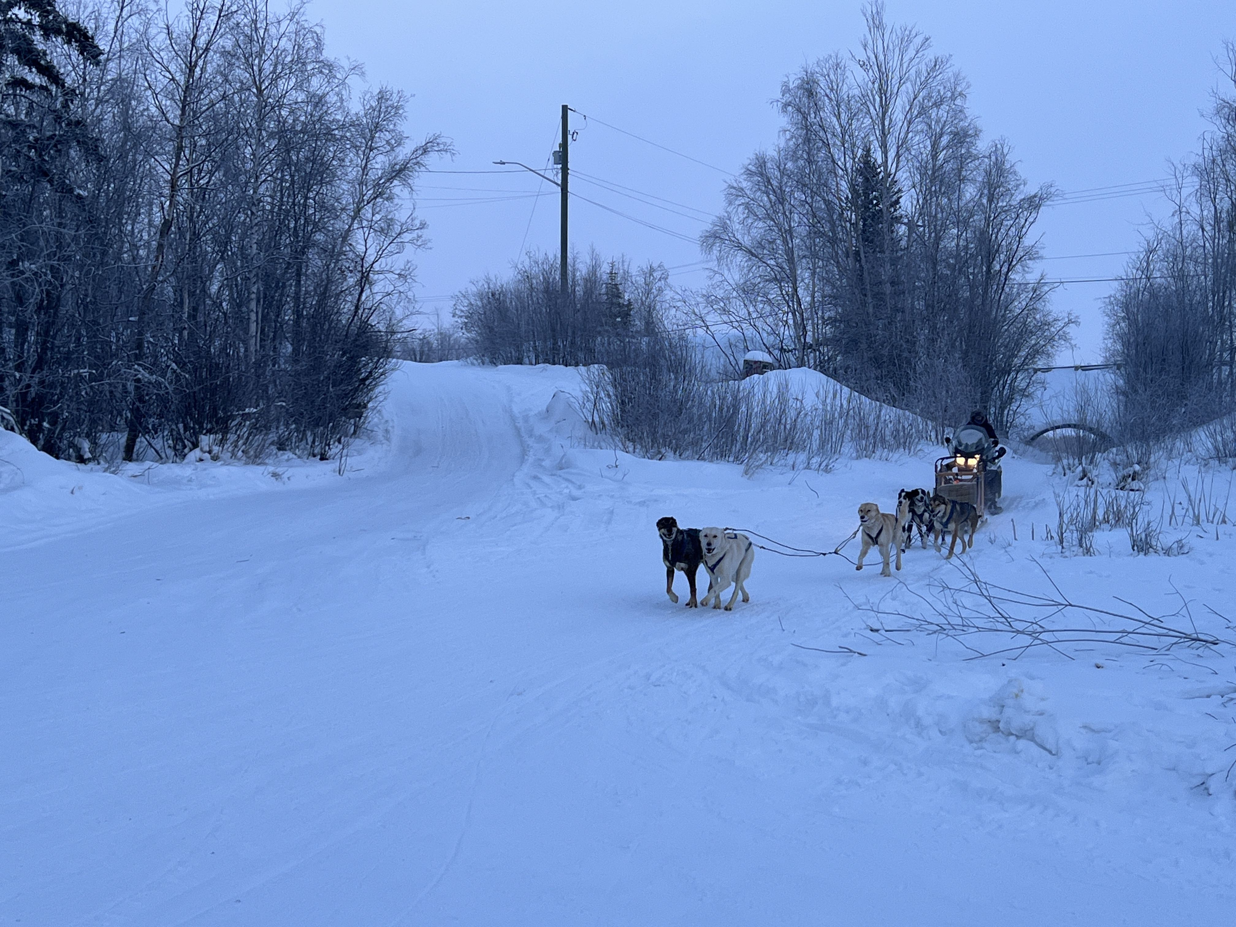 dog sledding